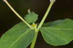 Warty spurge